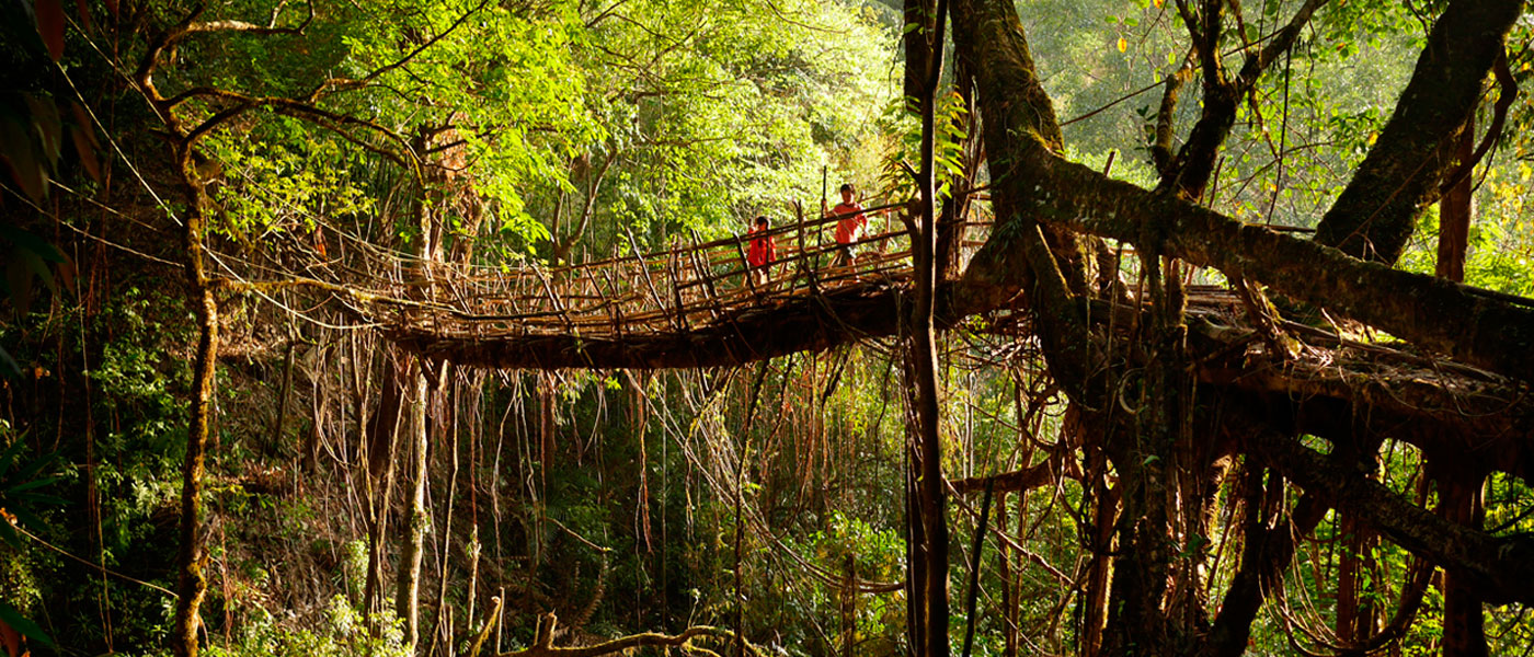 Мосты из корней деревьев в Индии